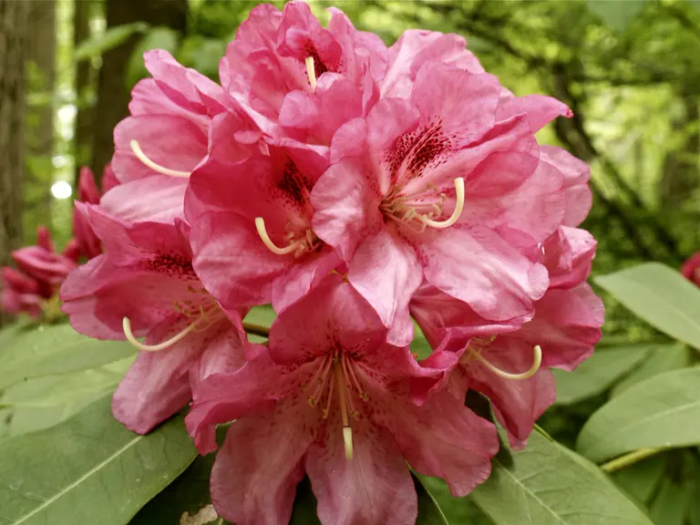 Photo of R. 'Consolini's No. 296', Rhododendron Hybrid