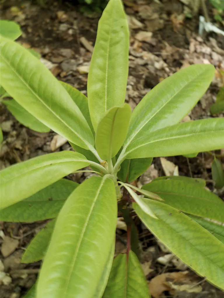 Photo of R. 'Powell Glass x calophytum', Rhododendron Hybrid