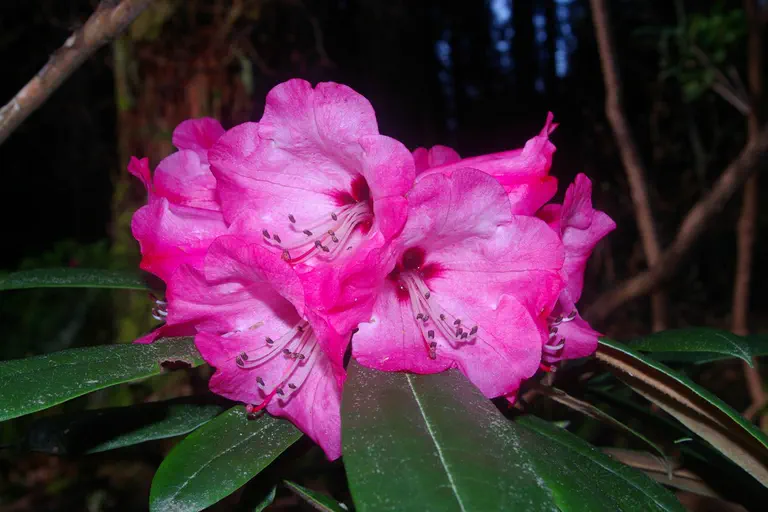 Photo of R. 'yakushimanun x strigillosum', Rhododendron Hybrid