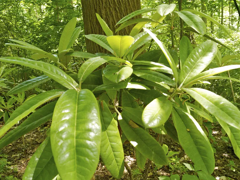 Photo of R. 'Boule de Neige x macabeanum', Rhododendron Hybrid