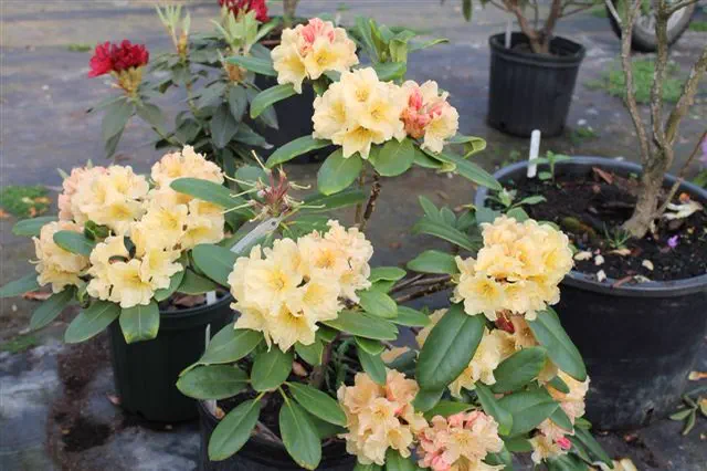 Photo of R. 'Pennsy', Rhododendron Hybrid