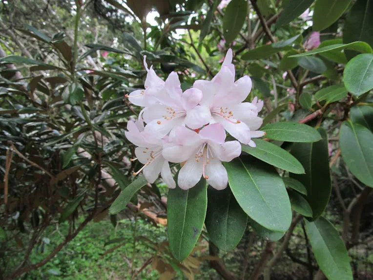 Photo of R. 'Beauty Baby', Rhododendron Hybrid