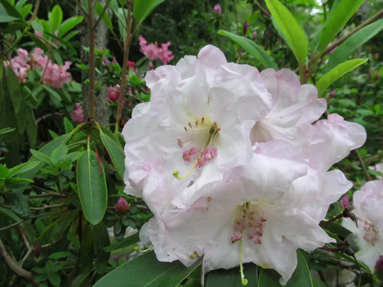 Photo of R. 'Purple Petaloids', Rhododendron Hybrid