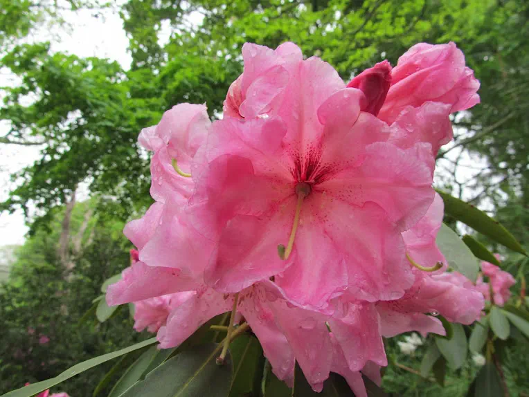 Photo of R. 'Jean's Triple Ruby Flare', Rhododendron Hybrid