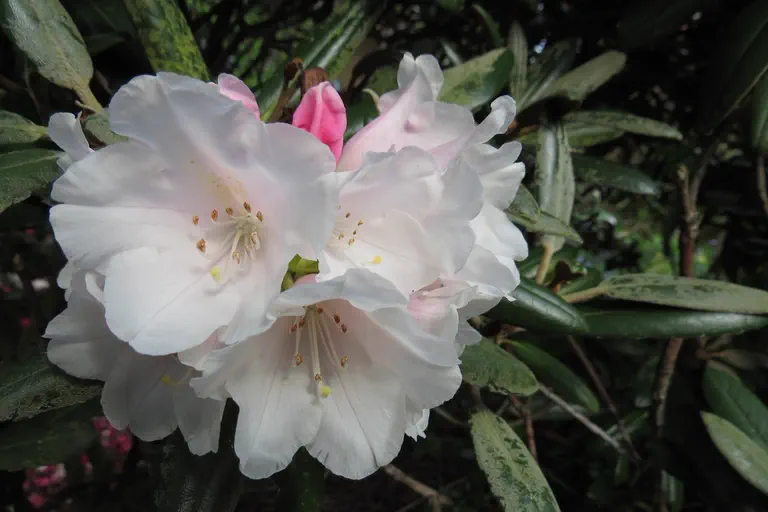 Photo of R. degronianum ssp yakushimanum 'Edelweiss', Rhododendron Species Selection