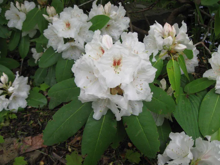 Photo of R. 'Edmond Amateis', Rhododendron Hybrid