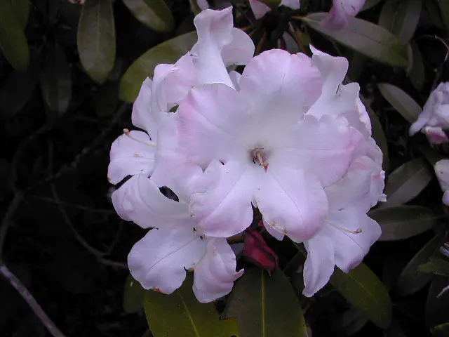 Photo of R. 'Edna Mccarty', Rhododendron Hybrid