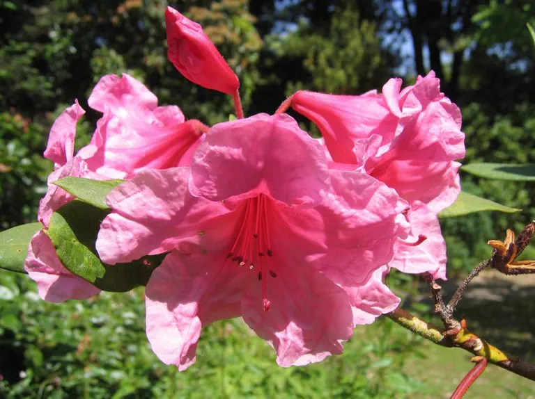 Photo of R. 'Esquire', Rhododendron Hybrid