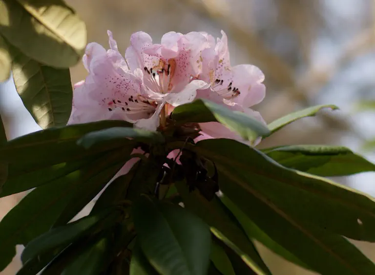 Photo of R. 'Medea Group', Rhododendron Cultivar group