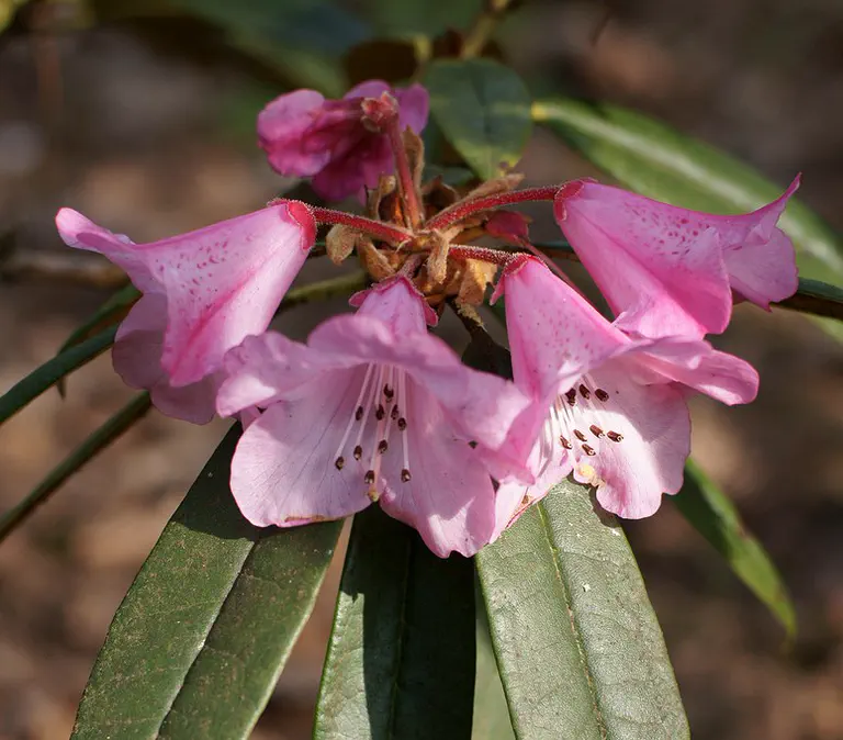 Photo of R. adenogynum 'Kirsty', Rhododendron Species Selection