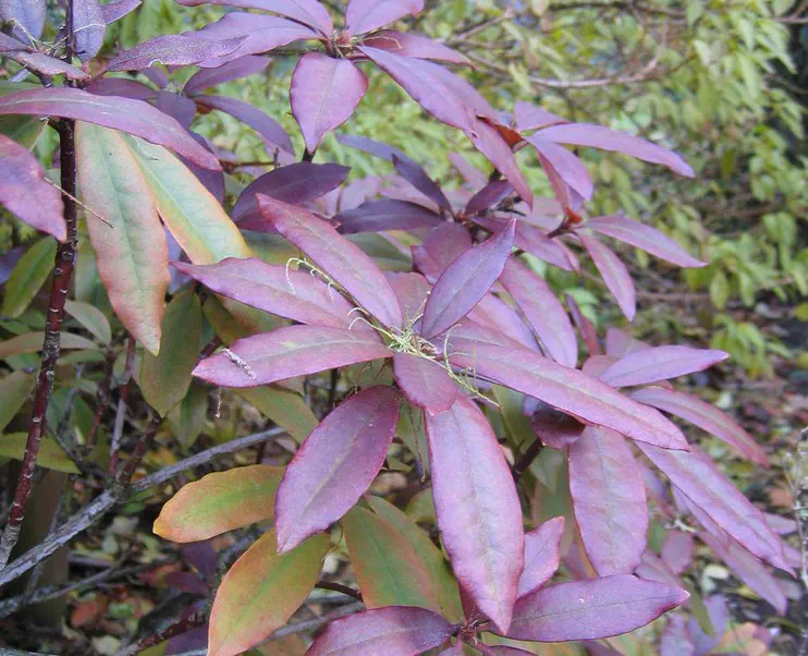Photo of R. ponticum 'Foliis Purpureis', Rhododendron Species Selection