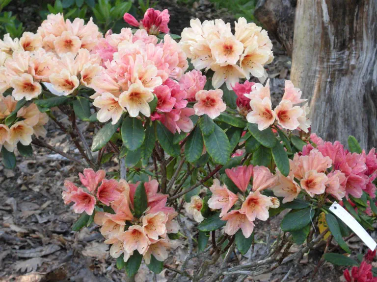 Photo of R. 'Jo Ann Newsome x Casanova', Rhododendron Hybrid