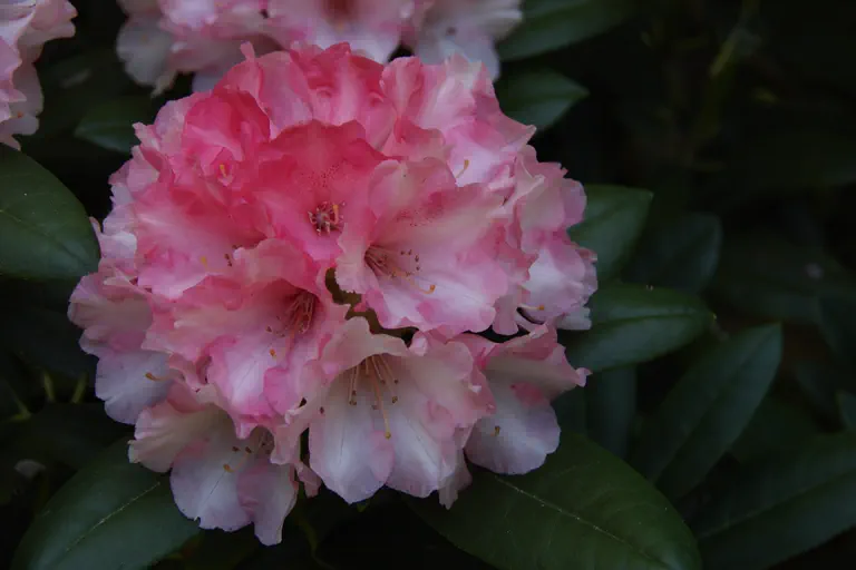 Photo of R. 'Elmer's Orphan', Rhododendron Hybrid