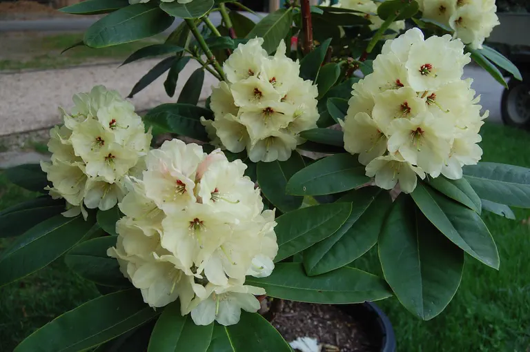 Photo of R. 'Off-shoot x Lofthouse's Legacy', Rhododendron Hybrid