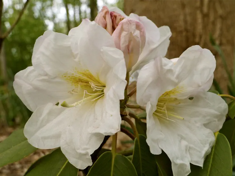 Photo of R. 'Madfort Group x houlstonii', Rhododendron Hybrid