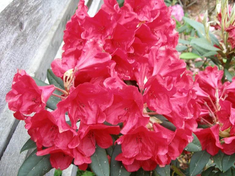 Photo of R. 'Crimson King', Rhododendron Hybrid