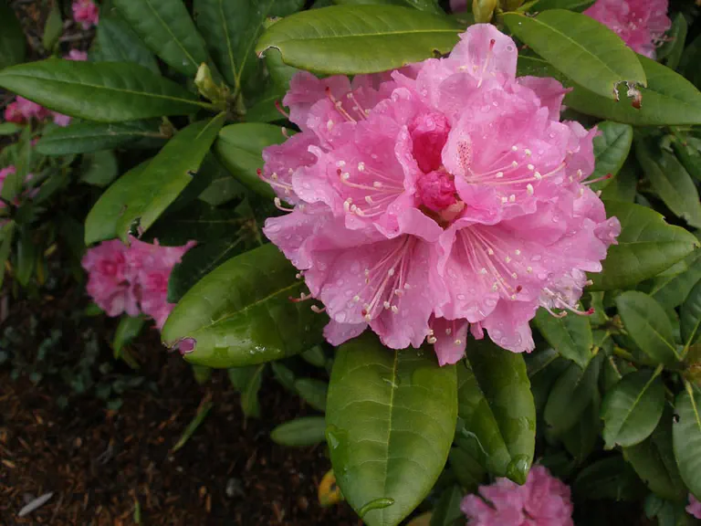Photo of R. 'Monique Behring', Rhododendron Hybrid