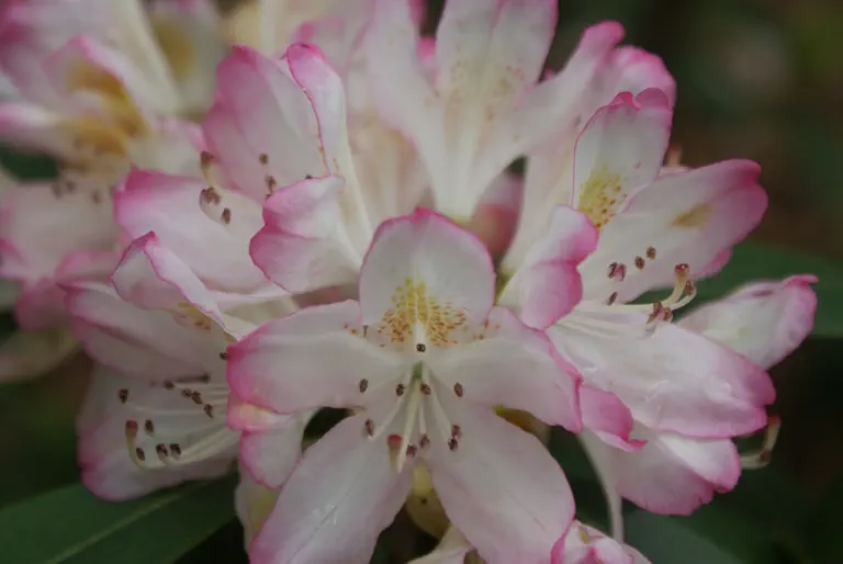 Photo of R. 'Kristen Marie', Rhododendron Hybrid
