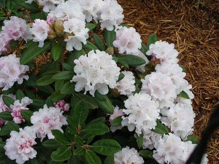 Photo of R. 'Quicksilver', Rhododendron Hybrid