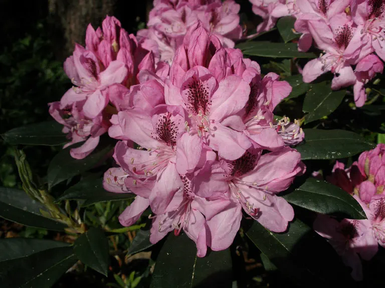 Photo of R. 'Williams', Rhododendron Hybrid