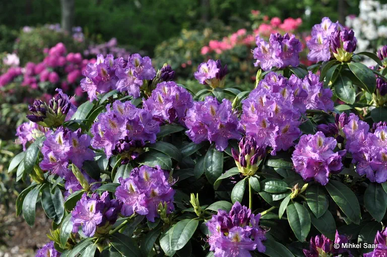 Photo of R. 'Effner', Rhododendron Hybrid