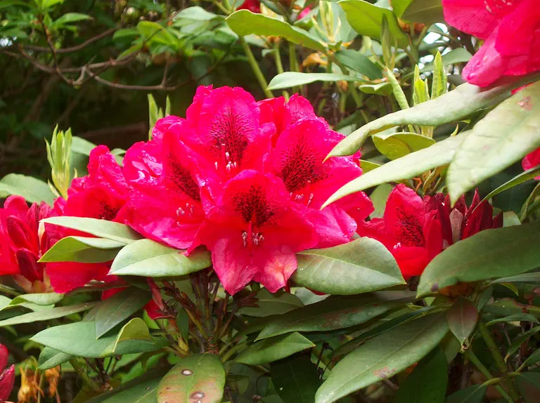 Photo of R. 'El Alamein', Rhododendron Hybrid