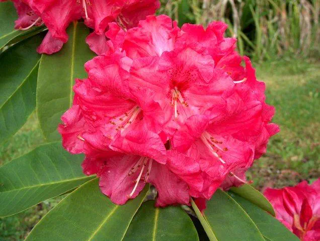 Photo of R. 'El Camino', Rhododendron Hybrid