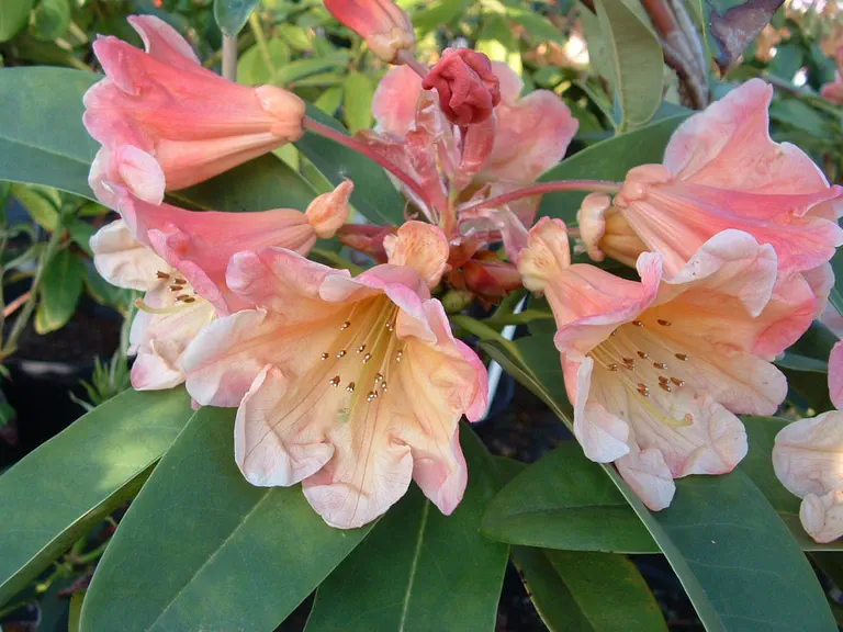 Photo of R. 'El Greco', Rhododendron Hybrid