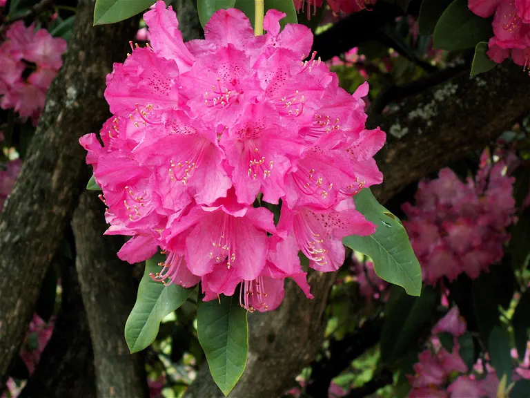 Photo of R. 'Auguste van Geert', Rhododendron Hybrid