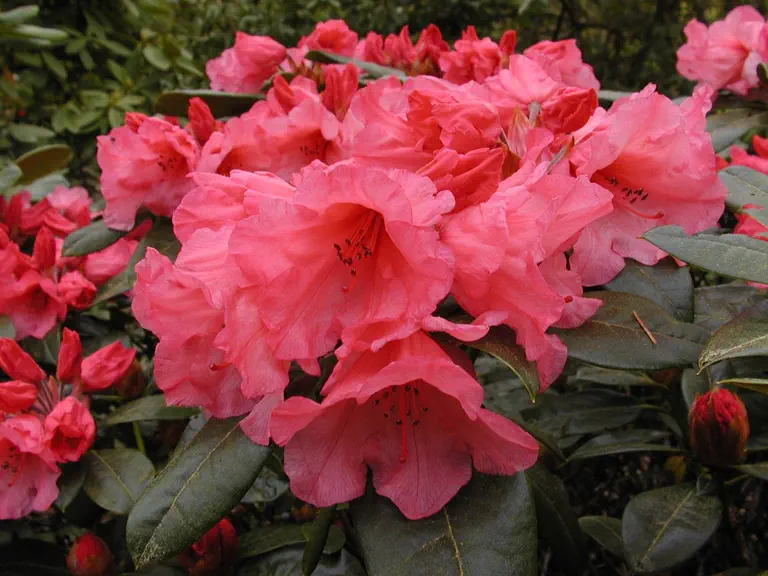 Photo of R. 'Elby', Rhododendron Hybrid