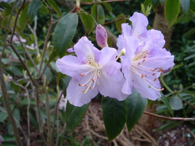Photo of R. 'Eleanore', Rhododendron Hybrid