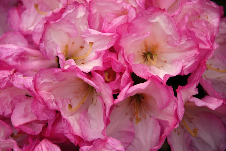 Photo of R. 'Elfenreigen', Rhododendron Hybrid