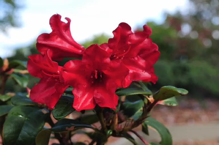 Photo of R. 'Elisabeth Hobbie', Rhododendron Hybrid