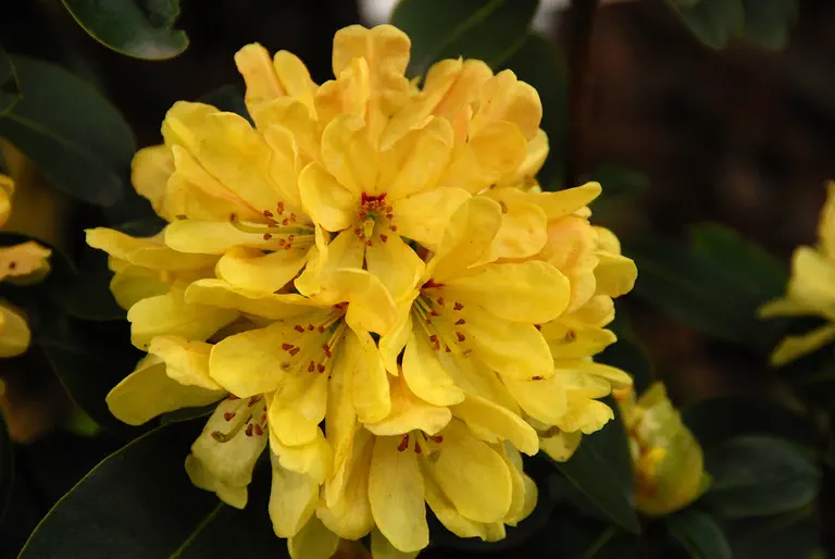 Photo of R. 'Eliska', Rhododendron Hybrid