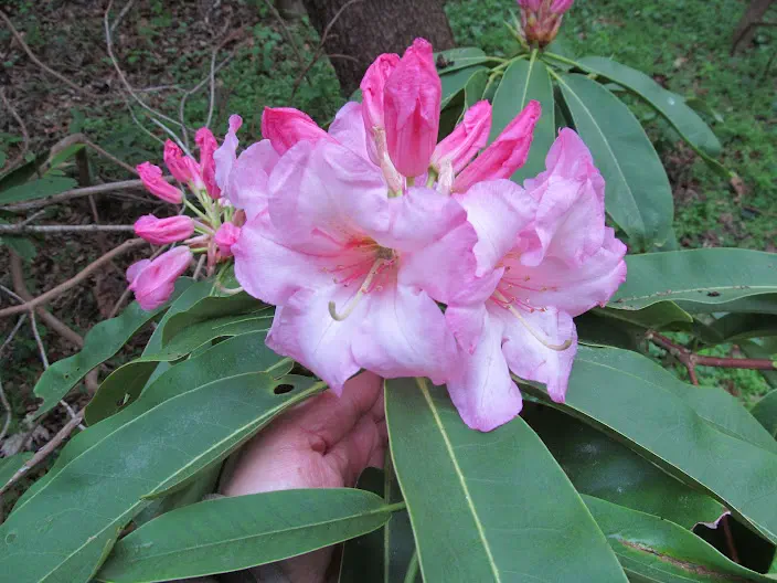 Photo of R. 'Everitt Miller', Rhododendron Hybrid