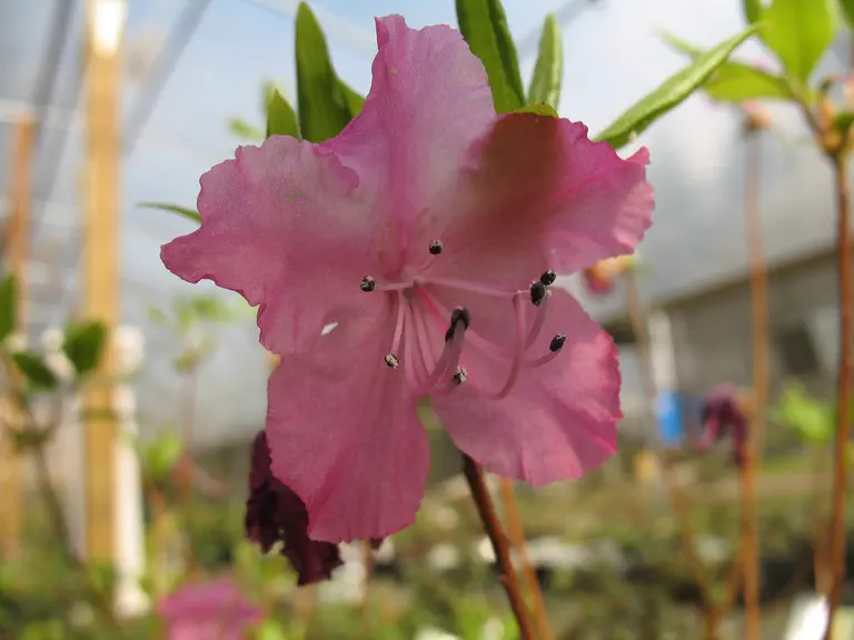 Photo of R. mucronulatum var mucronulatum 'Mahogany Red', Rhododendron Species Selection