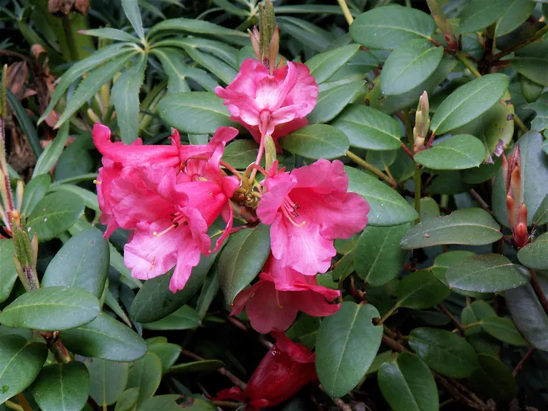Photo of R. 'Elizabeth Lockhart', Rhododendron Hybrid