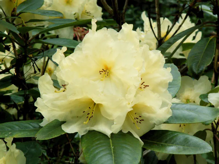 Photo of R. 'Elizabeth of Glamis', Rhododendron Hybrid