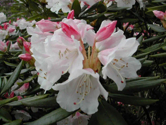 Photo of R. pseudochrysanthum 'Ben Nelson', Rhododendron Species Selection