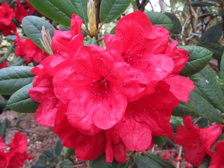 Photo of R. 'Elizabeth Red Foliage', Rhododendron Hybrid
