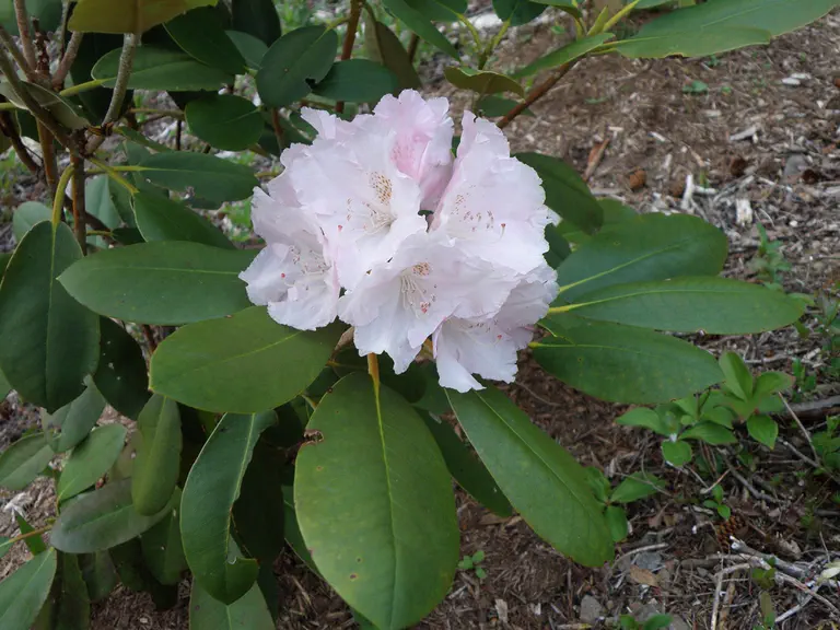 Photo of R. 'Gustav Mehlquist', Rhododendron Hybrid