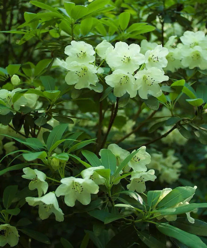 Photo of R. decorum ssp decorum 'Cox's Uranium Green', Rhododendron Species Selection