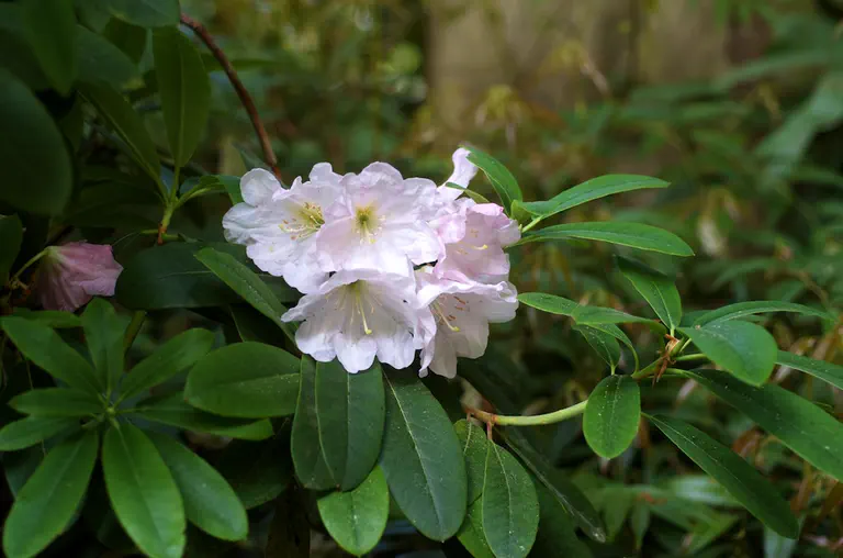 Photo of R. decorum ssp decorum 'Decorum Pink', Rhododendron Species Selection