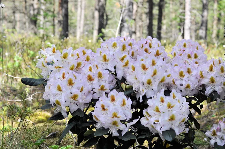 Photo of R. 'Albarello', Rhododendron Hybrid