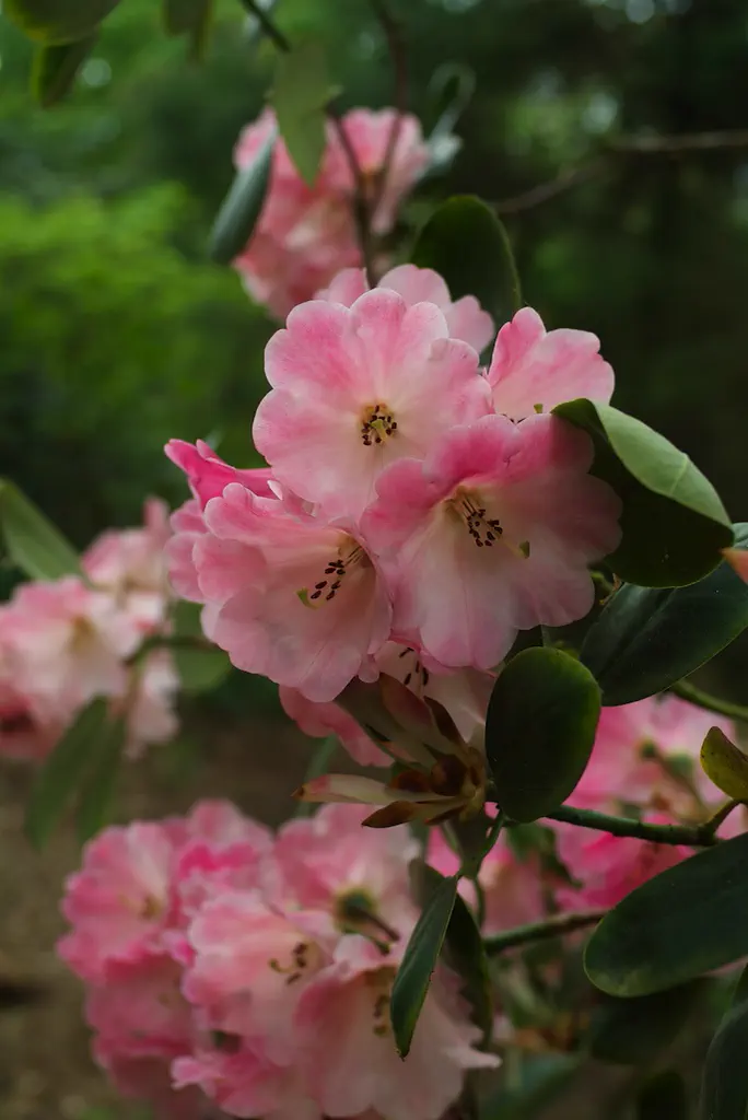 Photo of R. 'Thomasine', Rhododendron Hybrid