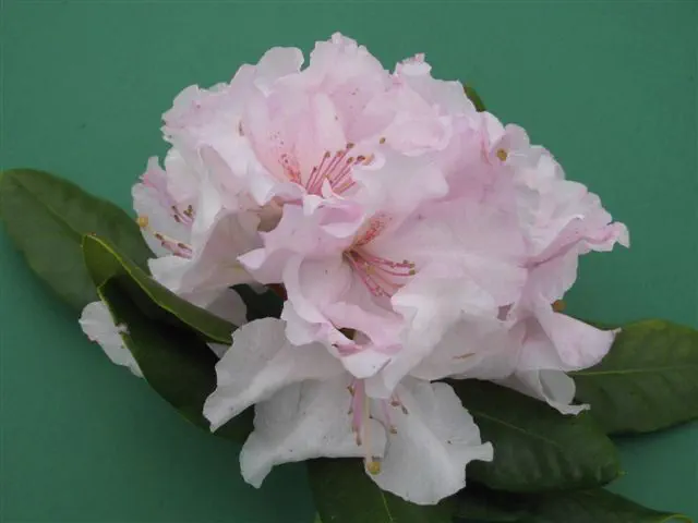 Photo of R. 'White Marsh', Rhododendron Hybrid