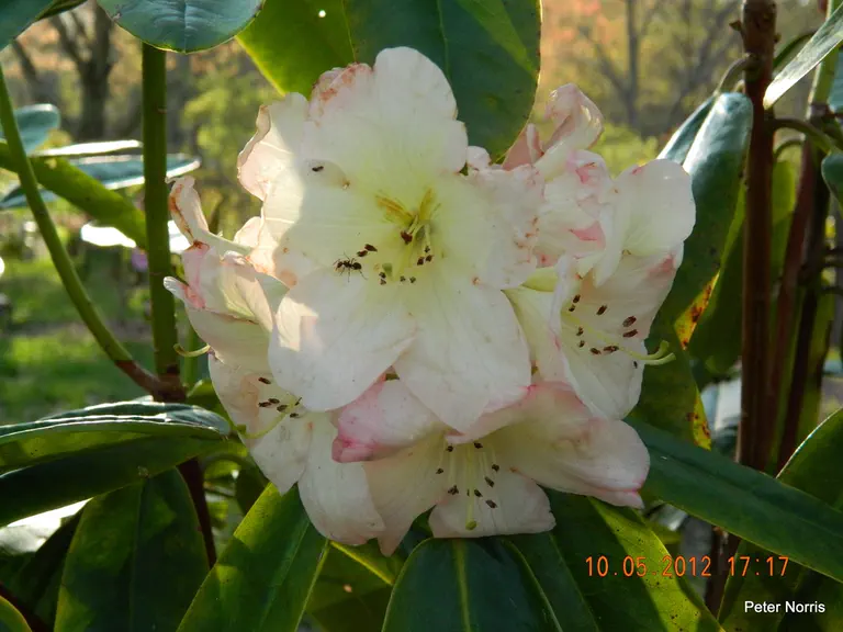 Photo of R. 'Hardgrove's White', Rhododendron Hybrid