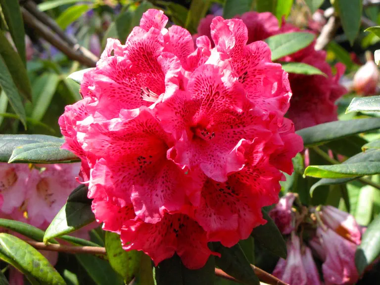 Photo of R. 'Busty Trusses', Rhododendron Hybrid