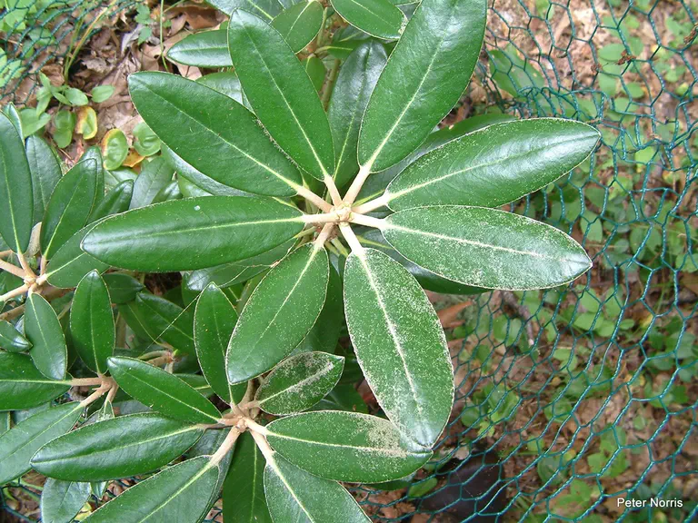 Photo of R. degronianum ssp yakushimanum 'Black Velvet', Rhododendron Species Selection