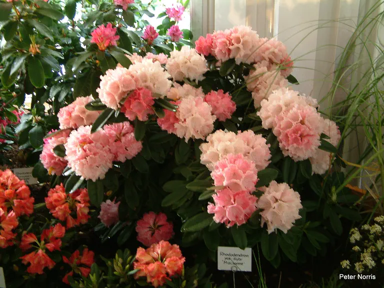 Photo of R. 'Maisonne', Rhododendron Hybrid